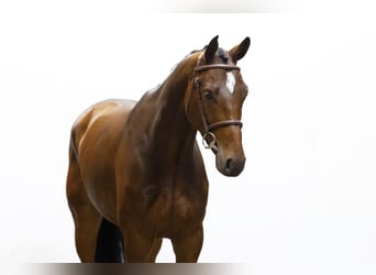 Belgisches Warmblut, Wallach, 5 Jahre, 170 cm, Brauner