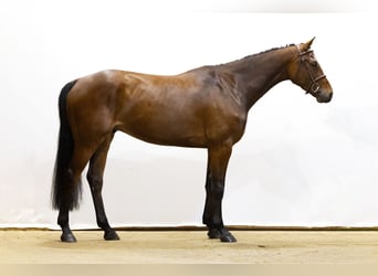Belgisches Warmblut, Wallach, 5 Jahre, 170 cm, Brauner