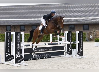 Belgisches Warmblut, Wallach, 5 Jahre, 170 cm, Brauner