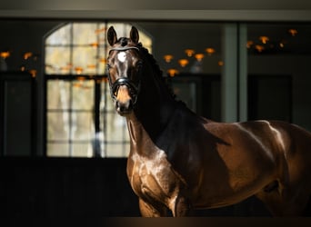 Belgisches Warmblut, Wallach, 5 Jahre, 170 cm, Dunkelbrauner