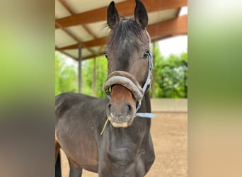 Belgisches Warmblut, Wallach, 5 Jahre, 170 cm, Dunkelbrauner