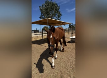 Belgisches Warmblut, Wallach, 5 Jahre, 170 cm, Dunkelbrauner