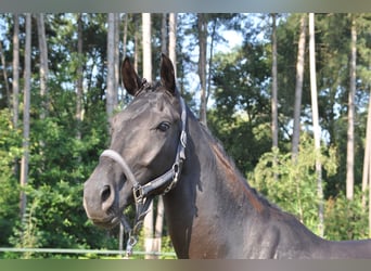 Belgisches Warmblut, Wallach, 5 Jahre, 170 cm, Rappe