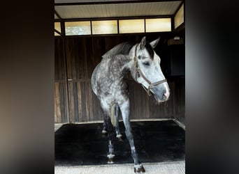 Belgisches Warmblut, Wallach, 5 Jahre, 170 cm, Schimmel