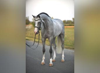 Belgisches Warmblut, Wallach, 5 Jahre, 171 cm, Schimmel