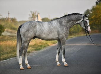 Belgisches Warmblut, Wallach, 5 Jahre, 171 cm, Schimmel