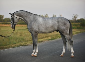 Belgisches Warmblut, Wallach, 5 Jahre, 171 cm, Schimmel