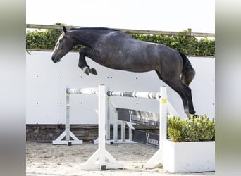 Belgisches Warmblut, Wallach, 5 Jahre, 172 cm, Apfelschimmel