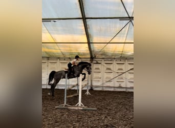 Belgisches Warmblut, Wallach, 5 Jahre, 172 cm, Blauschimmel