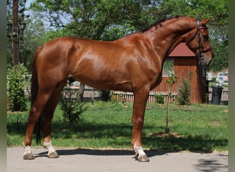 Belgisches Warmblut, Wallach, 5 Jahre, 172 cm, Fuchs