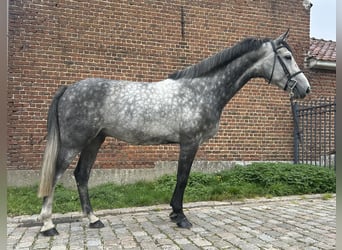 Belgisches Warmblut, Wallach, 5 Jahre, 173 cm, Blauschimmel