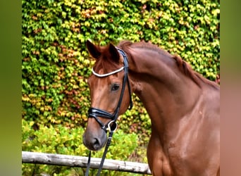 Belgisches Warmblut, Wallach, 5 Jahre, 173 cm, Dunkelfuchs