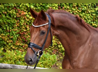 Belgisches Warmblut, Wallach, 5 Jahre, 173 cm, Dunkelfuchs