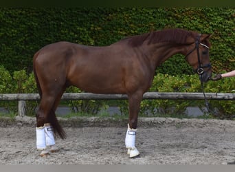 Belgisches Warmblut, Wallach, 5 Jahre, 173 cm, Dunkelfuchs