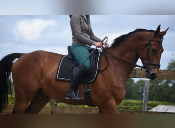 Belgisches Warmblut, Wallach, 5 Jahre, 175 cm, Brauner