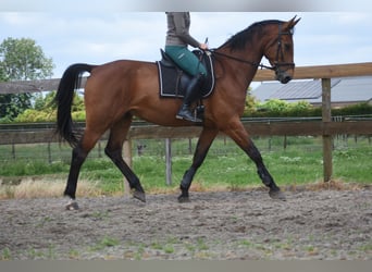 Belgisches Warmblut, Wallach, 5 Jahre, 175 cm, Brauner