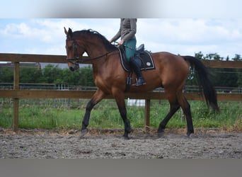 Belgisches Warmblut, Wallach, 5 Jahre, 175 cm, Brauner