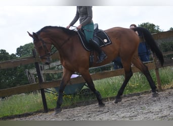 Belgisches Warmblut, Wallach, 5 Jahre, 175 cm, Brauner
