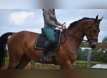 Belgisches Warmblut, Wallach, 5 Jahre, 175 cm, Brauner