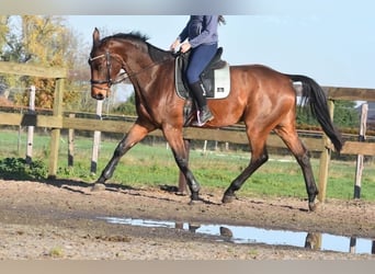 Belgisches Warmblut, Wallach, 5 Jahre, 175 cm, Brauner