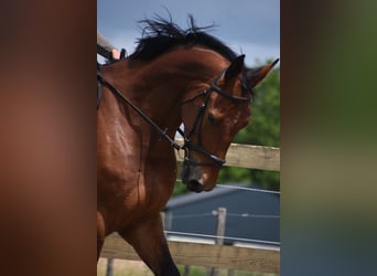 Belgisches Warmblut, Wallach, 5 Jahre, 175 cm, Brauner