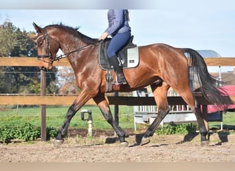 Belgisches Warmblut, Wallach, 5 Jahre, 175 cm, Brauner