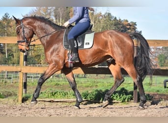 Belgisches Warmblut, Wallach, 5 Jahre, 175 cm, Brauner