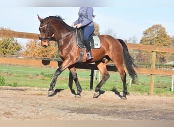 Belgisches Warmblut, Wallach, 5 Jahre, 175 cm, Brauner