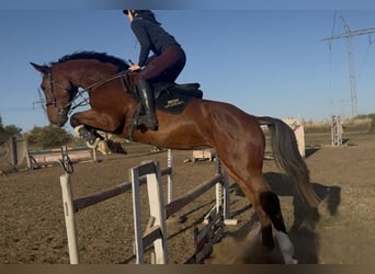 Belgisches Warmblut, Wallach, 5 Jahre, 175 cm, Rotbrauner