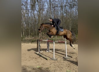 Belgisches Warmblut, Wallach, 5 Jahre, 175 cm, Rotbrauner
