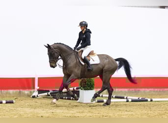 Belgisches Warmblut, Wallach, 5 Jahre, Dunkelbrauner