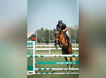 Belgisches Warmblut, Wallach, 6 Jahre, 163 cm, Brauner
