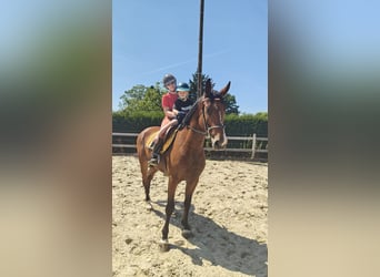 Belgisches Warmblut, Wallach, 6 Jahre, 163 cm, Brauner