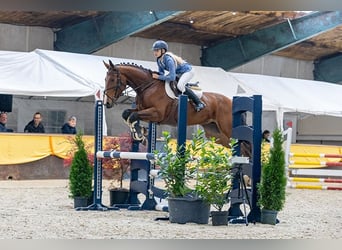 Belgisches Warmblut, Wallach, 6 Jahre, 163 cm, Brauner