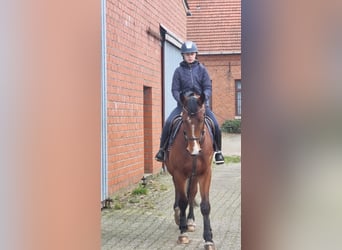 Belgisches Warmblut, Wallach, 6 Jahre, 163 cm, Brauner