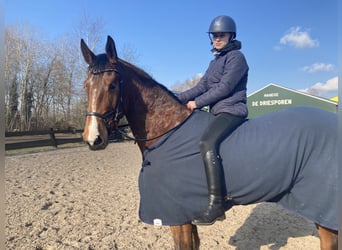 Belgisches Warmblut, Wallach, 6 Jahre, 163 cm, Brauner