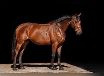 Belgisches Warmblut, Wallach, 6 Jahre, 163 cm, Rotbrauner