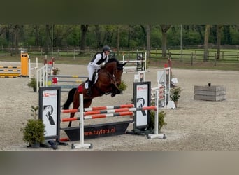 Belgisches Warmblut, Wallach, 6 Jahre, 164 cm, Brauner