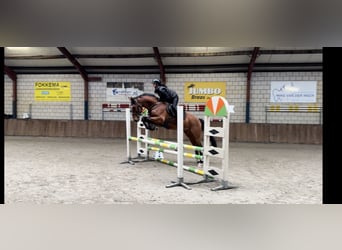 Belgisches Warmblut, Wallach, 6 Jahre, 164 cm, Brauner
