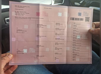 Belgisches Warmblut, Wallach, 6 Jahre, 164 cm, Brauner