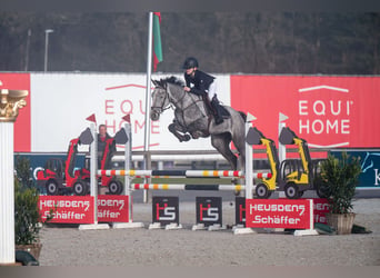 Belgisches Warmblut, Wallach, 6 Jahre, 164 cm, Schimmel