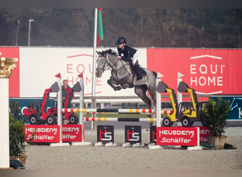 Belgisches Warmblut, Wallach, 6 Jahre, 164 cm, Schimmel