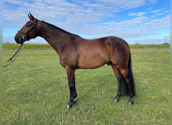 Belgisches Warmblut, Wallach, 6 Jahre, 165 cm, Brauner