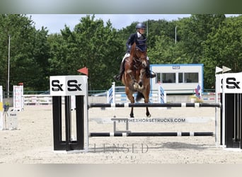 Belgisches Warmblut, Wallach, 6 Jahre, 165 cm, Brauner