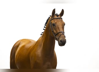 Belgisches Warmblut, Wallach, 6 Jahre, 165 cm, Brauner
