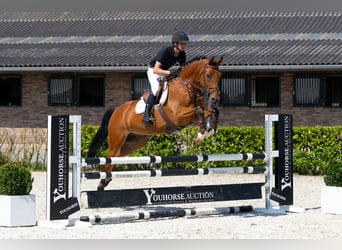 Belgisches Warmblut, Wallach, 6 Jahre, 165 cm, Brauner