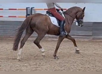 Belgisches Warmblut, Wallach, 6 Jahre, 165 cm, Dunkelfuchs