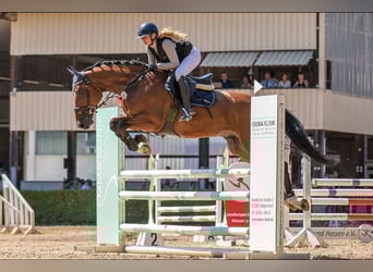 Belgisches Warmblut, Wallach, 6 Jahre, 167 cm, Brauner