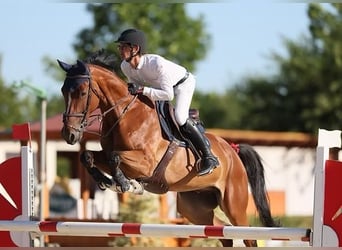 Belgisches Warmblut, Wallach, 6 Jahre, 167 cm, Rotbrauner