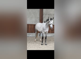 Belgisches Warmblut, Wallach, 6 Jahre, 167 cm, Schimmel